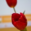 IMG_7490